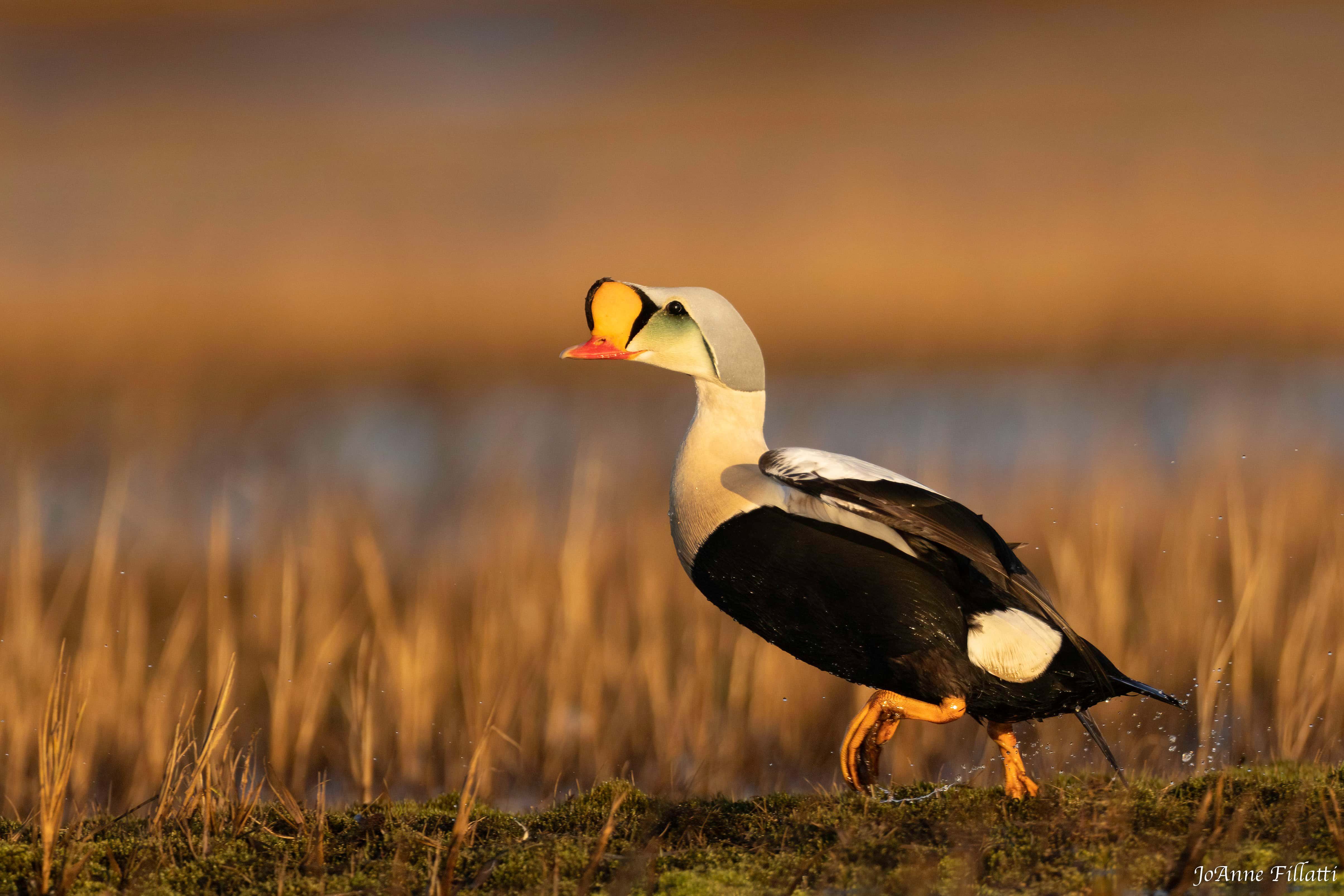 bird of Utqiagvik image 8